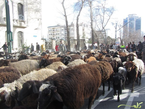 کوچ نمادین عشایر - جشنواره ملی صدای عشایر ایران کوچ نمادین عشایر - جشنواره ملی صدای عشایر ایران