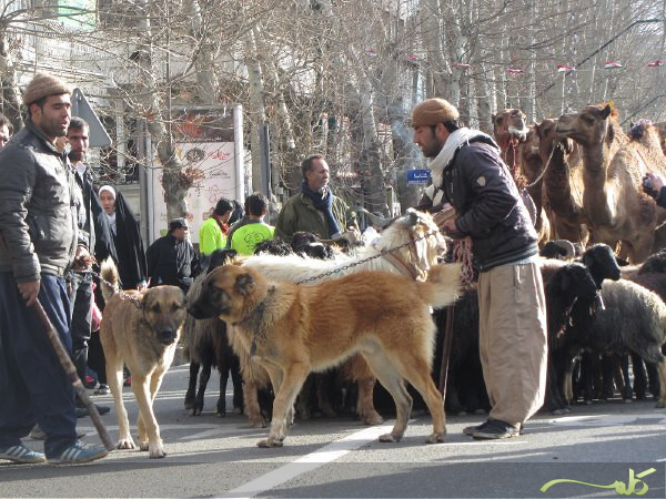 کوچ نمادین عشایر - جشنواره ملی صدای عشایر ایران کوچ نمادین عشایر - جشنواره ملی صدای عشایر ایران